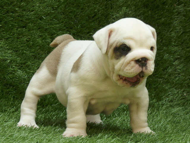 nice and intelligent bulldog  puppy for free adoption now in a new home of pet lovers .contact for m