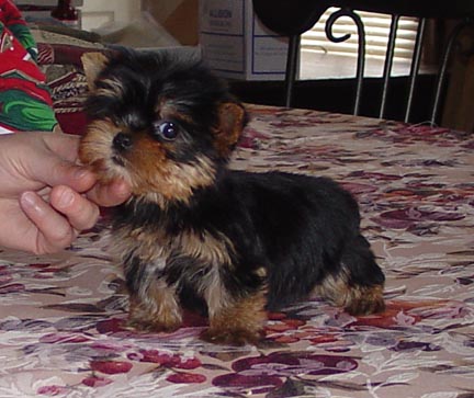 adorable tea cup yorkie puppy for adoption