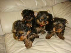 We have Adorable yorkie puppies available
