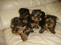 We have Adorable yorkie puppies available