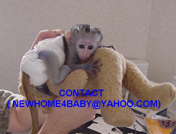Adorable Male And Female Capuchin Monkeys For Adoption