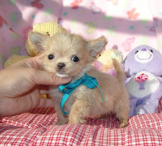 Chihuahua puppies for Xmas
