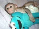 baby capuchin monkey for adoption