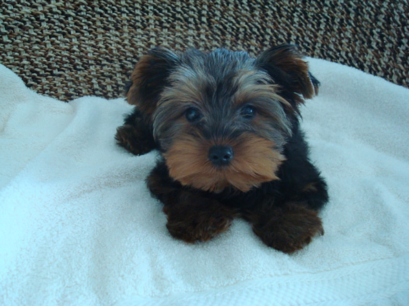 Two Cute Yorkie Puppies For Adoption