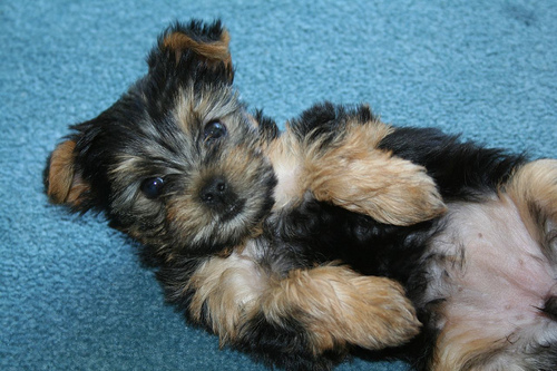 Tea Cup Yorkie Puppies For Free Adoption