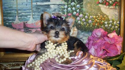 Cute male and female yorkie babies for adoption