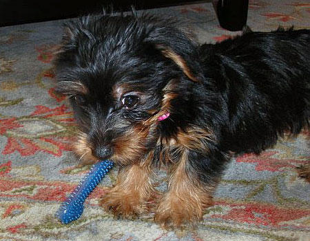 Teacup Yorkie Puppies For Adoption