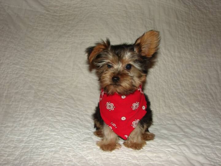 GORGEOUS YORKIE PUPPIES AVAILABLE FOR NEW HOMES