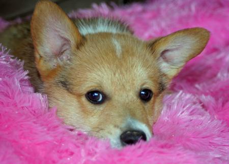 Tucker the Pembroke Welsh Corgi