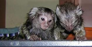 2 baby marmoset monkeys available