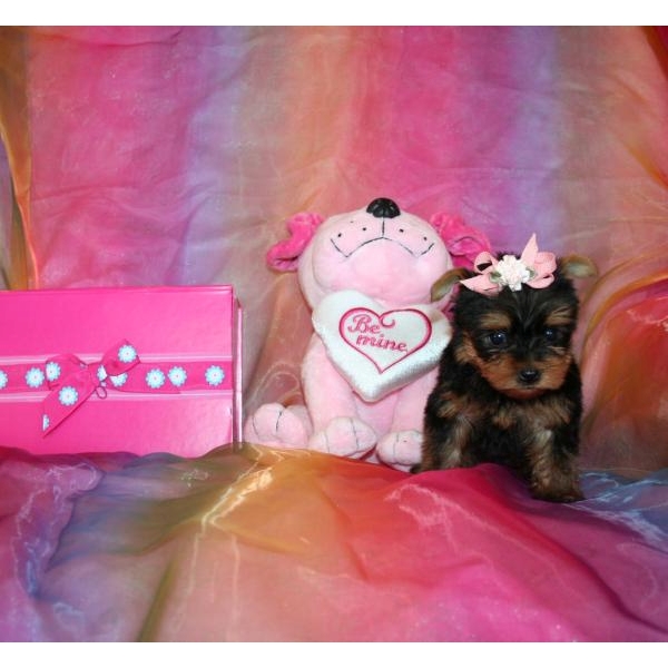 Beautiful Teacup Yorkie Puppies For Free Adoption