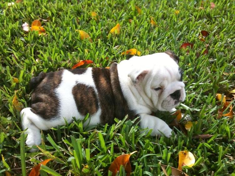 English bulldog puppy for adoption