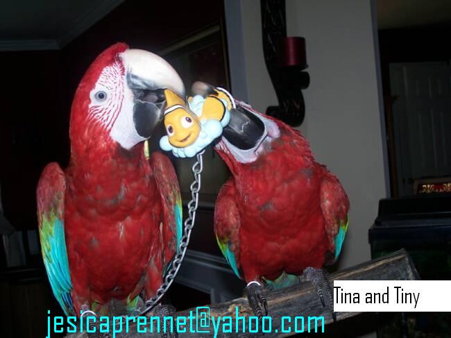 Cute pair of scarlet macaw for adoption