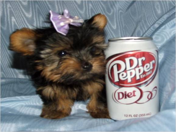 Potty Trained Home Raised Teacup Yorkie Puppies For Adoption