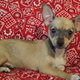 cute chihuahuas puppies