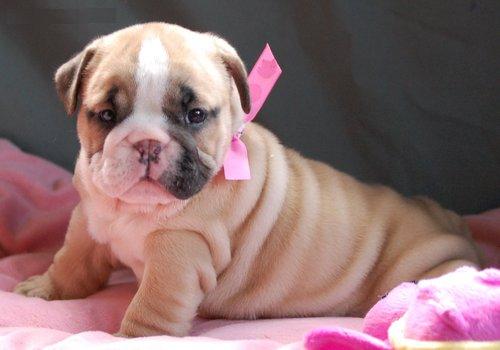 English Bulldog Puppies fro adoption!!