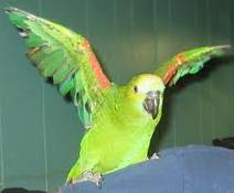 full weaned amazon parrots for adoption