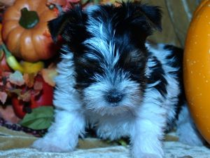 beautiful yorkies puppies for free adoption