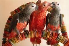 red talking african grey parrots