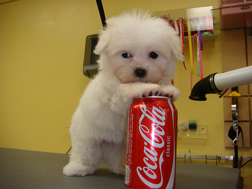 pure breed Maltese puppies available for free adoption