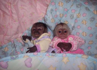 christmass capuchin monkey for adoption