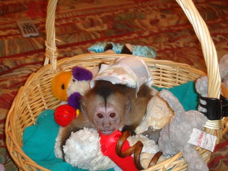 twin Capuchin Monkeys For Free Adoption 500$