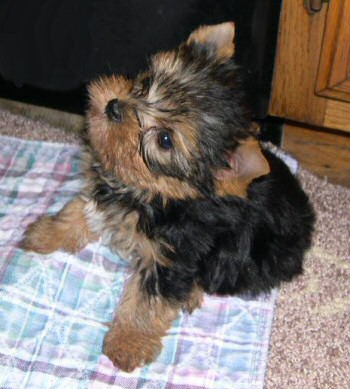 Adorable Tiny Toy Yorkie Puppies.