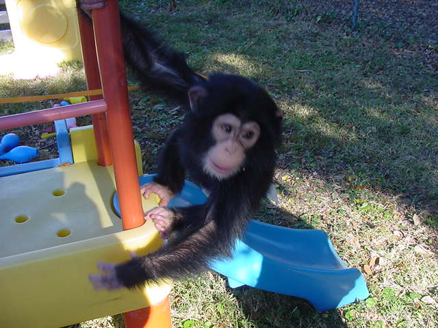Healthy Male Chimpanzee for Sale