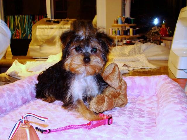 Teacup and Toy Yorkies for free adoption