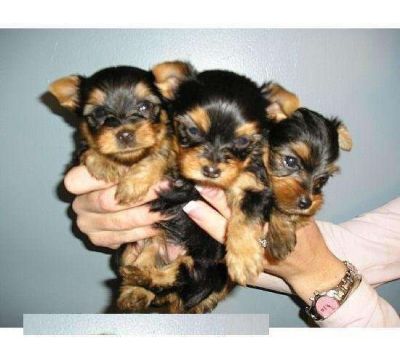 xmas yorkie for adoption
