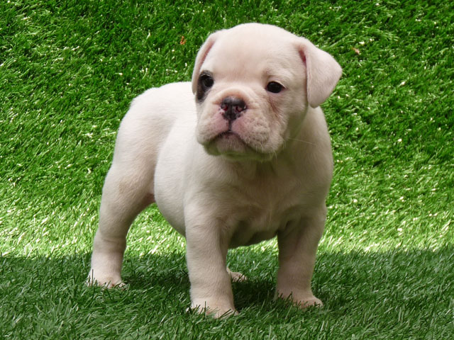 ADORABLE ENGLISH BULLDOG PUPPIES FOR ADOPTION
