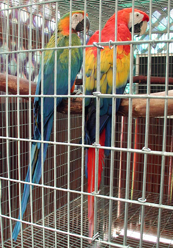 BEAUTIFUL CAMELOT MACAW BIRDS FOR ADOPTION