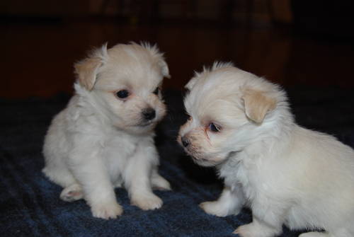 Maltese/Pomeranian Puppies