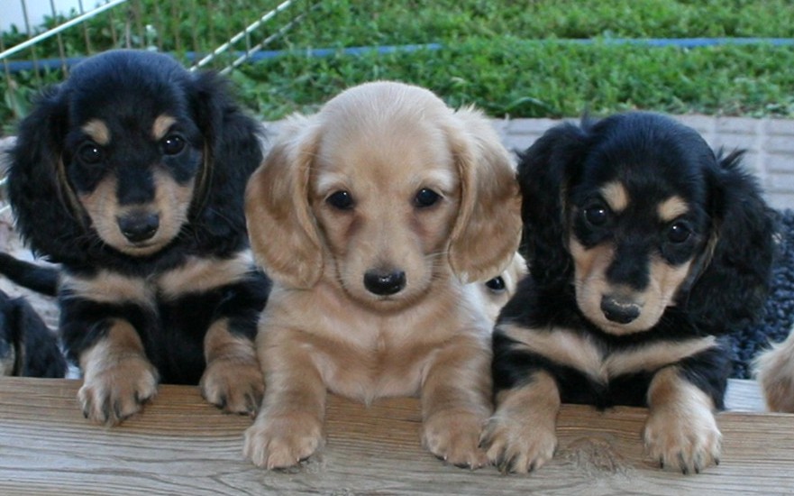 Dachshund - Charley - Small - Young - Male - Dogs