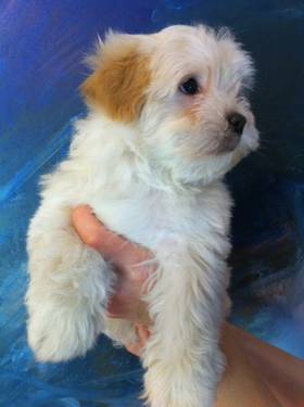 Havaton Puppies available now! Havanese/Coton de Tulear Hybrid mix - $595