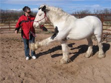 gypsy horse for adoption