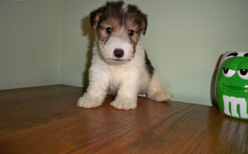 Wire Fox Terrier Puppies