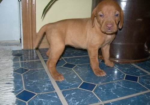 Vizsla Puppies