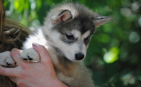 Tamaskan Puppies