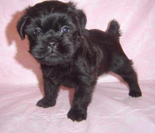 Affenpinscher Puppies