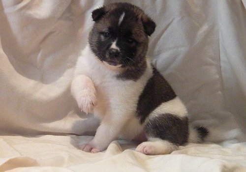 Akita  Puppies
