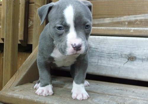 American Pit Bull Terrier Puppies