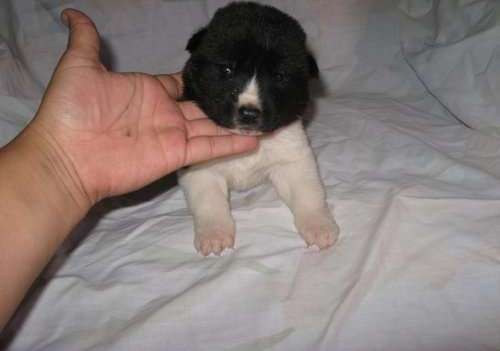 AKC REGISTERED Akita Puppies For Sale NOW