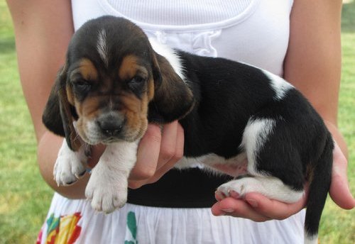 Basset Hound Puppies