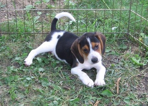 Beagle Puppies