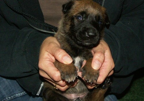 Belgian Malinois Puppies