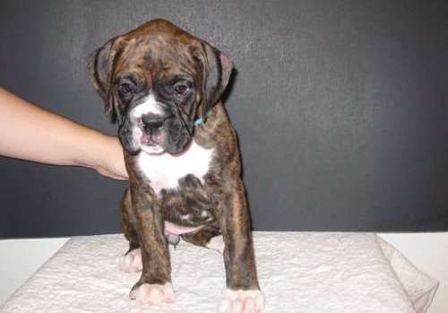 Boxer Puppies For Sale