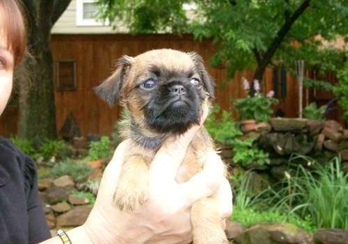 outstanding Brussels Griffon Puppies For Sale