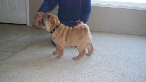 Chinese Shar-Pei Puppies