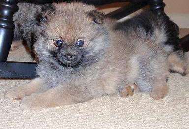Akc awesome Pomeranian Puppies For Sale